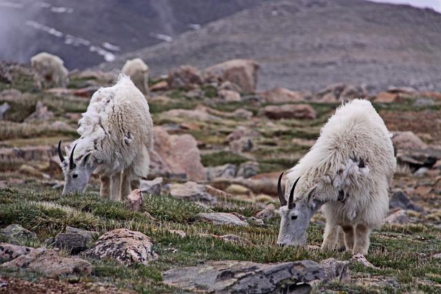 130 mount evans, berggeiten.JPG